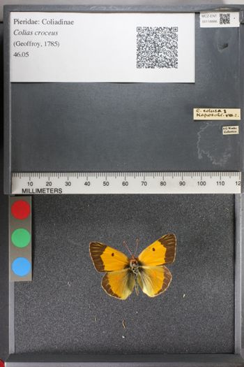 Media type: image;   Entomology 118886